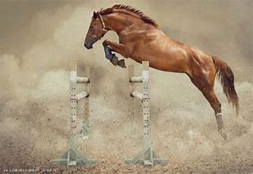 Image result for Horse Jumping No Rider