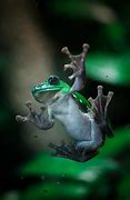 Image result for Chinese Frog Meme