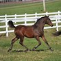 Image result for Canadian Morgan Horse