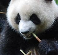 Image result for Panda On Bamboo