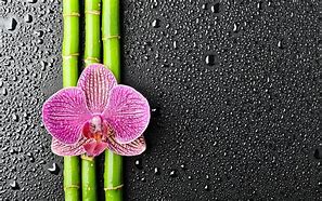 Image result for Orchid Zen Wallpaper