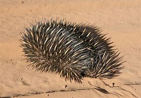 Image result for Porcupine Australia
