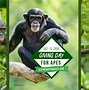 Image result for bonob�s