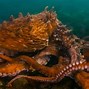 Image result for Biggest Octopus Stastu