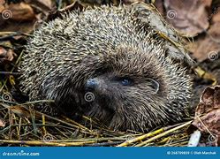 Image result for European Hedgehog Curled Up