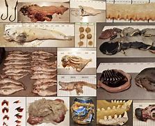 Image result for Greenland Shark Food Chain
