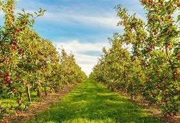 Image result for Apple Tree Pollination