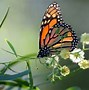 Image result for monarchs butterflies wallpaper
