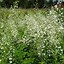 Image result for Thalictrum delavayi Splendide