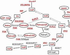 Image result for Inositol Phosphate