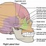 Image result for Back of Skull Anatomy