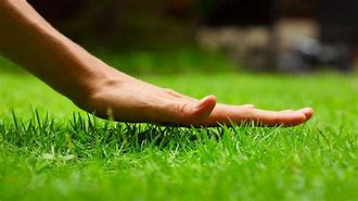 Image result for Touch Grass Indoors