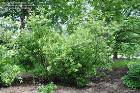 Image result for Pussy Willow Bushes