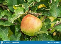 Image result for Jonagold Apple Tree