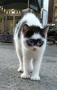Image result for Zoro Cat Meme