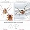 Image result for Alberta Spiders Identification Chart