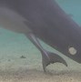 Image result for Skora Delfin