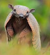 Image result for Armadillo Legs