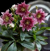 Image result for Helleborus orientalis Mixed Colours