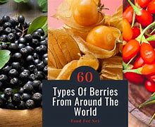 Image result for Types of Wild Berries