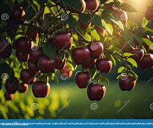 Image result for Apple Tree with Fruit