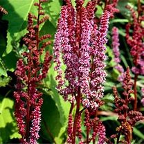 Image result for Astilbe Purpurlanze (Chinensis-Group)