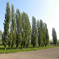 Image result for Populus nigra Italica