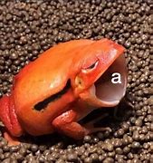 Image result for WB Frog Meme
