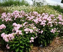 Image result for Phlox Jade ® (Paniculata-Group)