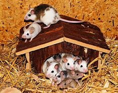 Image result for Fancy Mice
