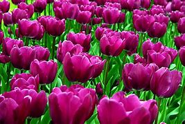Image result for Amazing Tulips