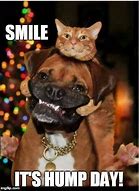 Image result for Happy Hump Day Dog Meme