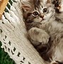 Image result for Free Cat Backgrounds