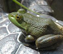 Image result for Horned Bull Frog