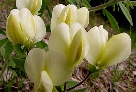 Image result for Baptisia bracteata (leucophaea)