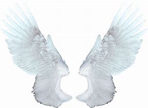 Image result for Winged People Anatomy