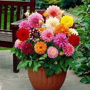 Image result for Flower Bulbs Planter