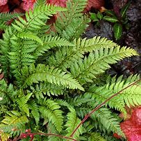 Image result for Polystichum Shiny Holly Fern