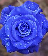 Image result for A Beautiful Flower