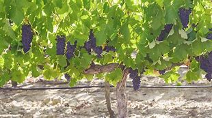 Image result for Pinotage