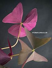 Image result for Oxalis triangularis Sanne