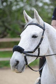 Image result for BitLess Horse Bridle