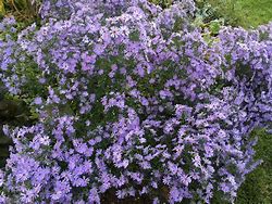 Image result for Aster Little Carlow