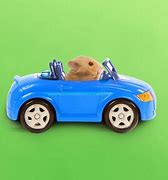 Image result for Hamster Driving Car