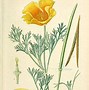 Image result for California Poppy Flower Drawing