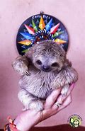 Image result for Sloth Animal Funny