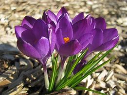 Image result for crocus_vernus