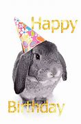 Image result for Funny Happy Birthday Bunny