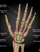 Image result for Finger Vein Recognition