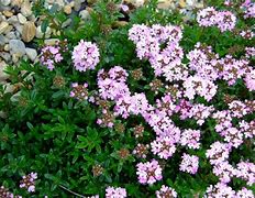 Image result for Thymus longicaulis